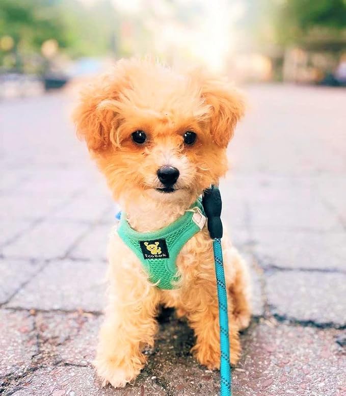 EcoBark Step in Dog Harness - Eco-Friendly Dog Harnesses for Small and Medium Breed Dogs - Reflective and Adjustable Body Halter Vest - Soft Mesh Toy Breed Harness (Mint, XL)