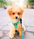 EcoBark XS Dog Harness for XXS, XS, Sm & Medium Size Dogs & Puppies - No Pull Soft Luxury Mesh - Step in Harness Small Sized Vest - Cute Adjustable Little Halter Body Wrap 5-6 lbs (X-Small, Mint)