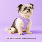 Downtown Pet Supply Step in Dog Harness for Small Dogs - Adjustable, Escape Proof Dog Harness with Reflective Trim - All-Weather, Fast-Drying Padded Mesh Fabric - Lilac, S