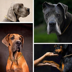 Gold Dog Chain Collars,Metal Slip Link Martingale Dog Collar Training Heavy Duty Male Boys Dog Chain Female Girls Puppy Collars for XXS XS Small Medium Large Big Breed,M
