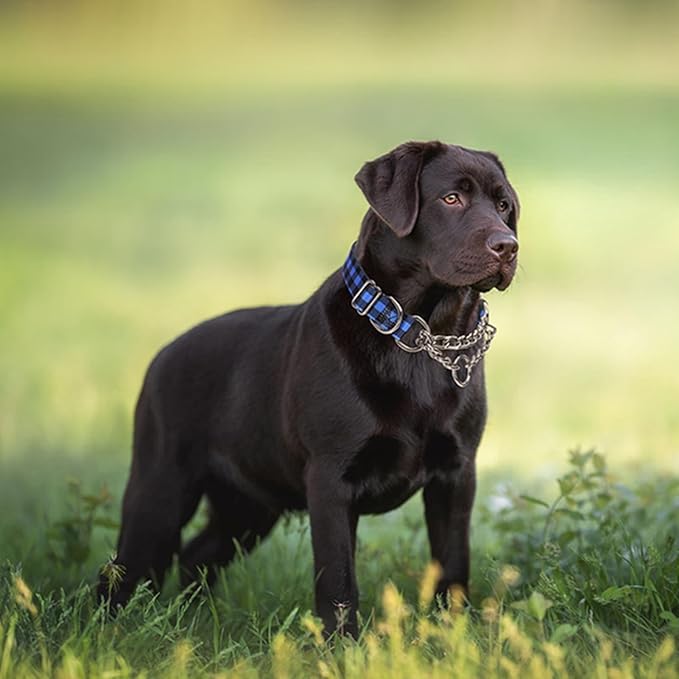 Martingale Dog Collar for Medium Dogs,Choke Collar for Dogs,Choke Chain for Dogs,Training Proof Heavy Duty Dog No Pull Dog Collar for Medium Large Pet Boy Male Dogs, Blue Plaid M