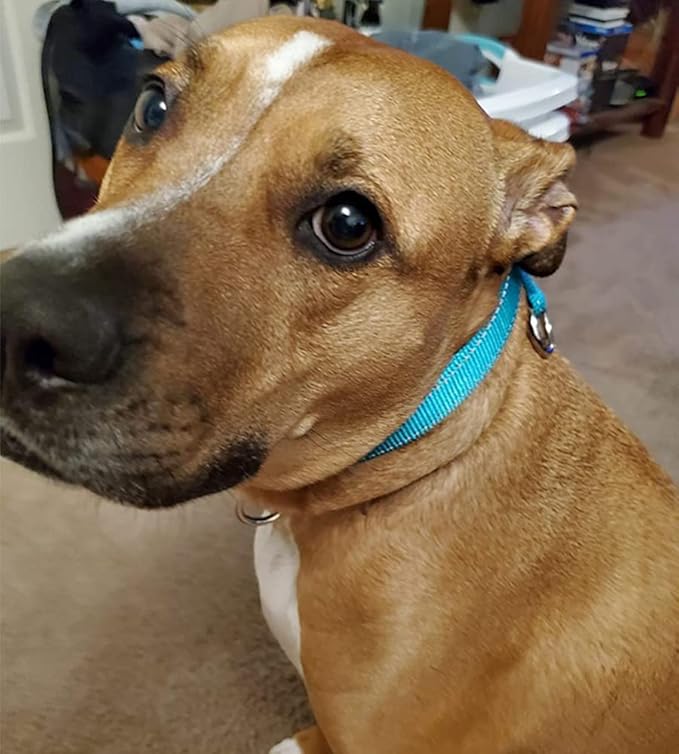 Reflective Slip Dog Collar, Loop Dog Collar for 20-38 lbs Dogs Nylon Collars with Soft Padded for Dogs Training (5/8" W x 15.5" L, Turquoise)