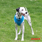Puppia Soft Dog Harness No Choke Over-The-Head Triple Layered Breathable Mesh Adjustable Chest Belt and Quick-Release Buckle, Sky Blue, Small