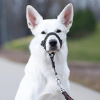 GoodBoy Dog Head Halter with Safety Strap - Stops Heavy Pulling On The Leash - Padded Headcollar for Small Medium and Large Dog Sizes - Head Collar Training Guide Included (Size 2, Black)