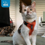 Voyager Step-in Pet Harness - All Weather Mesh, Adjustable Step in Harness for Cats and Dogs by Best Pet Supplies - Orange, XS