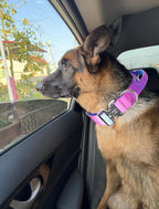 Tactical Dog Collar with Handle, Wide Thick Padded Reflective Heavy Duty Collar with Quick Release Metal Buckle for Medium Dogs (Purple, M)