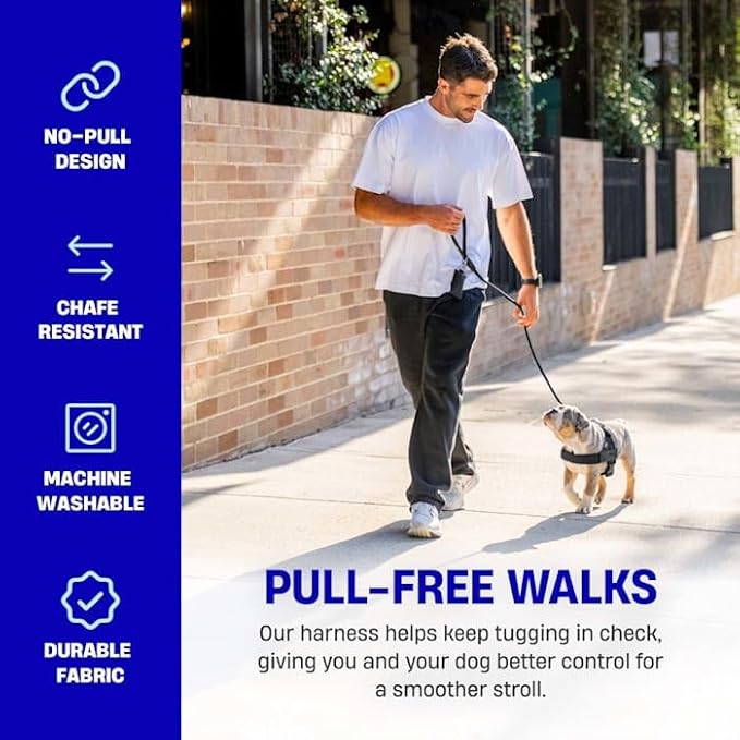 DF Co. Dog Harness | Chafe Resistant Webbing, Adjustable Neck & Chest, and Heavy Duty D-Ring | Sturdy, Comfortable, Easy to Use | Purple, Size XL