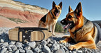 Heavy Duty Tactical Dog Collar, Adjustable Nylon with Metal Buckle, Multiple Colors (Tan, XL)