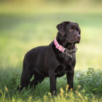 Martingale Dog Collar for Medium Dogs,Choker Collar for Dogs,Training Escape Proof Heavy Duty Dog No Pull Dog Collar for Medium Large Pet Boy Male Dogs, Pink Floral M