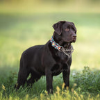 Choke Collar for Dogs,Martingale Collar for Dogs,No Pull Dog Collar for Large Dogs,Training Escape Proof Heavy Duty Dog Dog Collar for Medium Large Pet Boy Male Dogs,Aztec XL