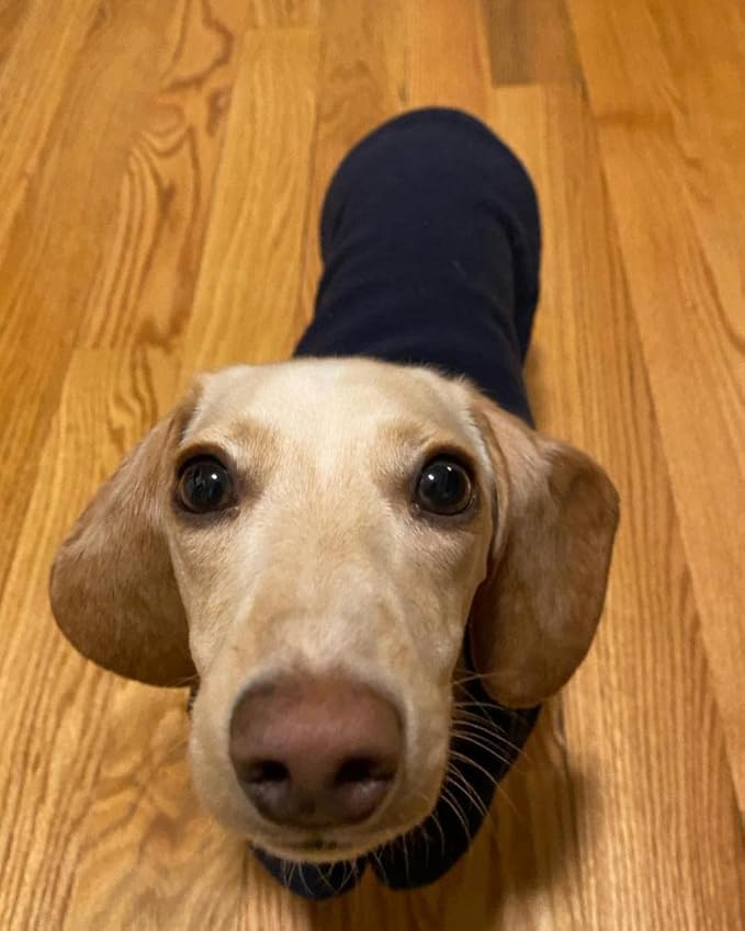 Gooby Fleece Vest Dog Sweater - Navy, Small - Warm Pullover Fleece Dog Jacket with O-Ring Leash for Small to Medium Dogs