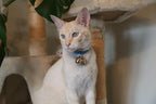 Beau's Bells 2 Extra Loud Cat & Dog Bells | Pet Tracker | Save Birds & Wildlife | Luxury Handmade Copper (Medium)