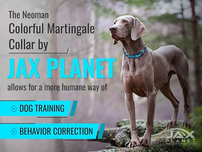 Orange Martingale Collar for Dogs - Heavy Duty Nylon Pet Collars for Escape-Free, No Pull Training & Walking with Alloy Metal Release Buckle & Reflective D Ring, One Time Adjustment, Safe & Secure, M