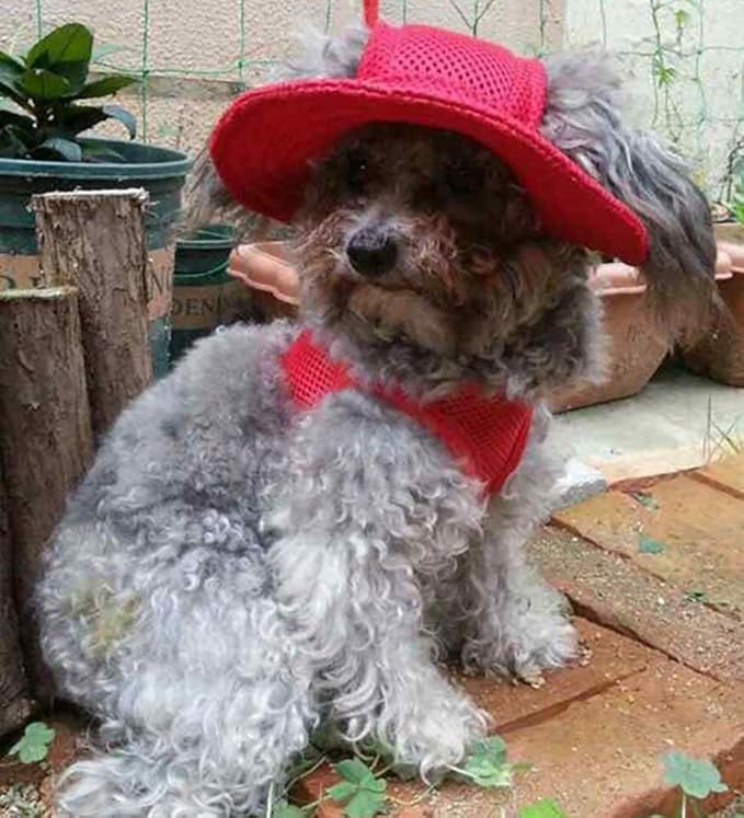 Round Brim Princess Hat Visor Hat Pet Dog Mesh Porous Sun Hat with Ear Holes for Small, Extra Small Dog Teddy, Pug, Chihuahua, Shih Tzu, Yorkshire Terriers, Papillon Red S