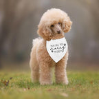 Dog Wedding Engagement Bandana Apparel & Accessories Pet Bandana Scarf Photo Prop Mom,Will You Marry My Dad? Wedding Outfit Funny Engagement Party Decorations Gifts