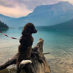 Gooby Comfort X Head in Harness - Black, Small - No Pull Dog Harness, Patented Choke-Free X Frame - Perfect on The Go Dog Harness for Medium Dogs No Pull or Small Dogs for Indoor and Outdoor Use