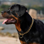 TSPRO Stainless Steel Heavy Duty Metal Dog Collar, Adjustable and Durable Pet Collar for Medium to Large Dogs, Ideal for Walking and Training (Shiny Gold, 4MM*20.5-23 inches)