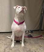 Reflective Slip Dog Collar, Training Loop Dog Collar Suitable for Dogs Weight 20-38 lbs, Nylon Collars with Soft Padded (5/8" W x 15.5" L, Pink)