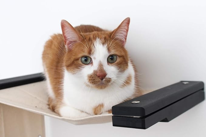 Catastrophic Creations Play Cat Condo— Cat Tree Wall Mounted—Cat Wall Bridge — Lounge and Play Furniture — Cat Wall Furniture Set— Cat Climbing Shelves—Wall Mounted Cat Furniture