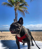 Gooby Escape Free Sport Harness - Red, Small - No Choke Step-in Patented Neoprene Dog Harness with Four-Point Adjustment for Small to Medium Dogs