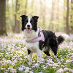 Didog No Pull Dog Harness with Soft Padded, Easy Walk Dog Harness with Quick Release Buckle, Adjustable & Reflective Pet Harness with Soft Padded for Medium Dogs (M:Chest 22-26", Purple)
