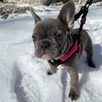 Gooby Hot Pink Small Dog Harness, Easy Fit No Pull with Quick Release Buckle, Machine Washable, Escape Free, Sporty Style