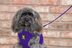EcoBark Rapid Fastener Super Comfort Fully Adjustable Double Padded Step in Dog Harness (XXS, Purple)