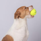 Best Pet Supplies Interactive Squeaky Dog Chew Toy, Ideal Dog Toys for Chewers, Small, Medium & Large Dogs, and Fetch Lovers - Tennis (Yellow), Small (Pack of 4)