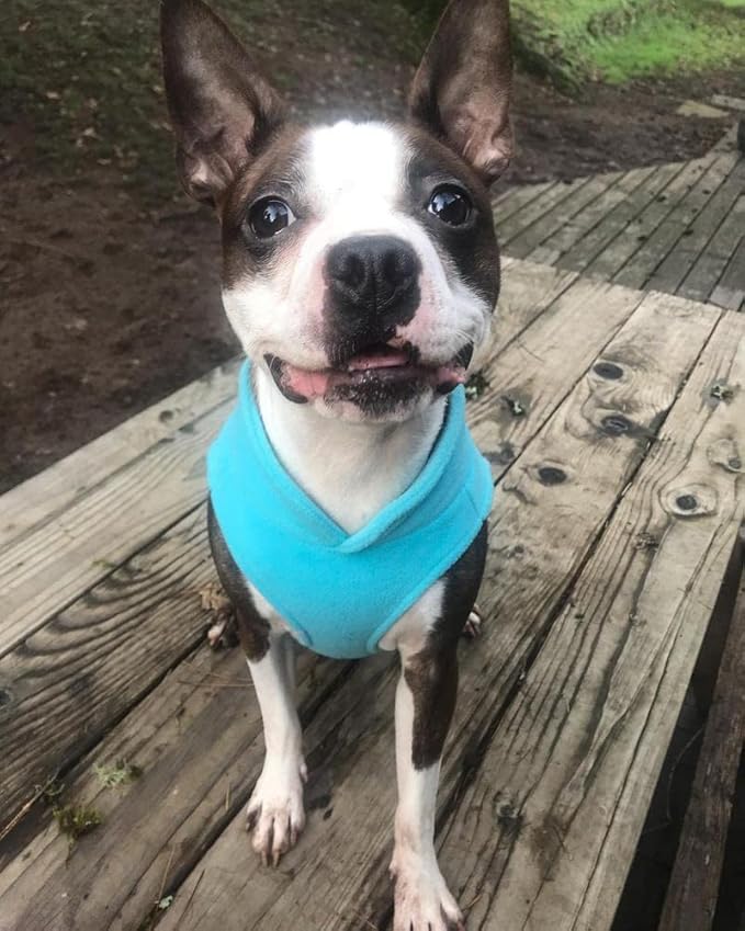 Gooby Fleece Vest Dog Sweater - Turquoise, X-Small - Warm Pullover Fleece Dog Jacket with O-Ring Leash for Small to Medium Dogs