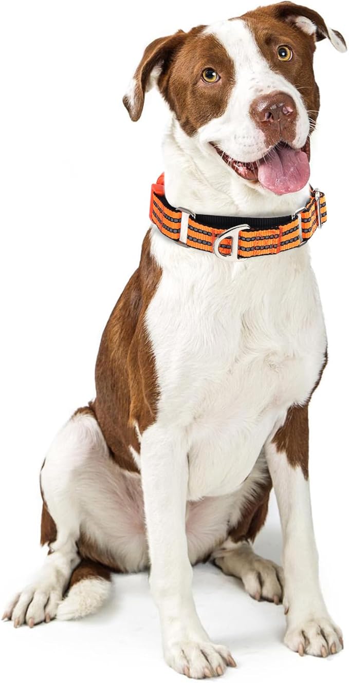 Martingale Collar for Dogs -Reflective Nylon No Slip Choke with Padded Comfort Heavy Duty Dog Collar with Quick Release Buckle for Training, Walking & Overexcited Pulling Orange M