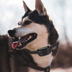 Replacement Collar for Shock Collar with Quick Release Metal Buckle Adjustable Reflective Nylon Strap Fits Most Training Collars and Bark Collars, E Collar Replacement Strap