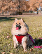 Puppia Soft Dog Harness, Wine, Large (PDCF-AC30-WN-L)