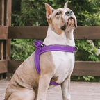 rabbitgoo Dog Harness No Pull, Quick Fit for Large Dogs with Soft Padded Handle, Chest Adjustable Reflective Pet Vest, No Choke Escape Proof for Walking Training, Purple XL