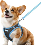 rabbitgoo Dog Harness Small Sized and Leash Set, Step-in Breathable Pet Harness, Soft Walking Reflective Puppy Vest for Small Dogs, Black & Light Blue, L