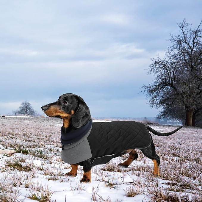 Geyecete Dachshund Coat,Dachshund Winter Coat,Warm Waterproof Windproof, High Neckine String Holes Miniature Dachshund Jacket for Small Dog-Black-L
