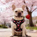 PUPTECK Dog Harness and Leash Set for Small Medium Dogs No Pull Step-in Soft Mesh Puppy Cat Vest Valentine Harnesses Reflective at Night, Black&Pink Heart, S