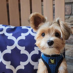 EcoBark Step in Dog Harness - Eco-Friendly Dog Harnesses for Small and Medium Breed Dogs - Reflective and Adjustable Body Halter Vest - Soft Mesh Toy Breed Harness (Bright Blue Sport, XL