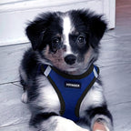 Best Pet Supplies Voyager Step-in Air Harness - All Weather Mesh, Reflective, No Pull Harness for Dogs, Cats - Secure with Hook & Loop Fastener, Buckle, Double D-Rings - Royal Blue/Black Trim, M