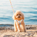 EXPAWLORER Small Dog Harness and Leash Set - Cute Puppy Harness Leash Dog Collar with AirTag Holder Silicone Case, Soft Padded Step in Pet Vest Reflective for Outdoor Walking, Floral XXS