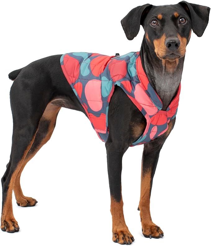 Kurgo Loft Dog Jacket - Reversible Cozy Coat for Outdoor Adventures - Water Resistant - Athletic Fit - Machine Washable Fabric - Reflective Dog Gear - Medium - Lava Lamp