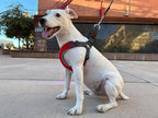 Gooby Escape Free Memory Foam Harness - Red, Small - No Pull Step-in Dog Harness with Four Point Adjustment for Small to Medium Dogs