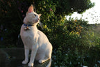 Beau's Bells 2 Extra Loud Cat & Dog Bells | Pet Tracker | Save Birds & Wildlife | Luxury Handmade Copper (Medium)