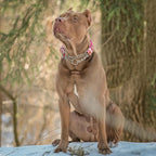 Rose Dog Collar Martingale with Chain - Reflective No-Pull Adjustable Training Collar, Floral Design for Medium, Large Dogs(XL)