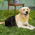 Dog Belly Dancer Costume with Necklace and Waist Chain - Sequin Party Outfit for Medium to Large Dogs, Labrador, Golden Retriever, German Shepherd, Husky