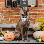 Fall Dog Tuxedo Bandana, Orange Plaid Pet Collar with Bowtie, Adjustable Halloween Thanksgiving Dog Tux Costume for Small to Extra Large Pets