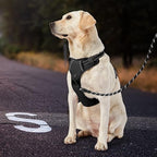 IVY&LANE No Pull Dog Harness for Large Dogs, Dog Vest Harness with Leash, Safety Belt and Storage Strap, Fully Adjustable Harness, 360° Reflective Strip, Soft Handle (Black, L)
