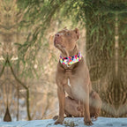 Wide Martingale Dog Collar - Heavy-Duty Escape-Proof Training Collar for Medium, Large & XL Dogs | Big & Thick No Pull Adjustable Design (Colored Triangle L)