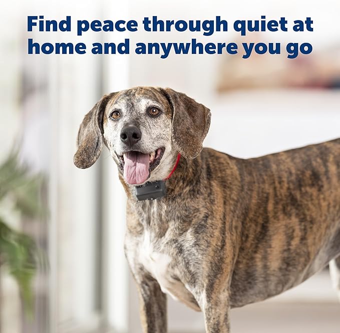 PetSafe Basic Bark Control Collar - Effective & Accurate Bark Detection Collar - Safe & Reliable Training with Multiple Static Stimulation Levels - Waterproof & Battery-Operated