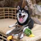 Best Pet Supplies Squeaky Dog Toys with Soft Durable Fabric for Small, Medium and Large Pets Interactive Toy for Indoor Play, Supports Active Biting and Play - 1Wild Duck, Large