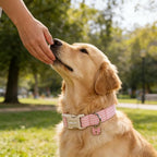 ARING PET Stripe Dog Collar, Cute Spring Summer Pink Stripe Pet Collars with Bow Charm for Puppy Small Medium Large Female Girl Dogs-S, for Daily Outdoor Walking Training